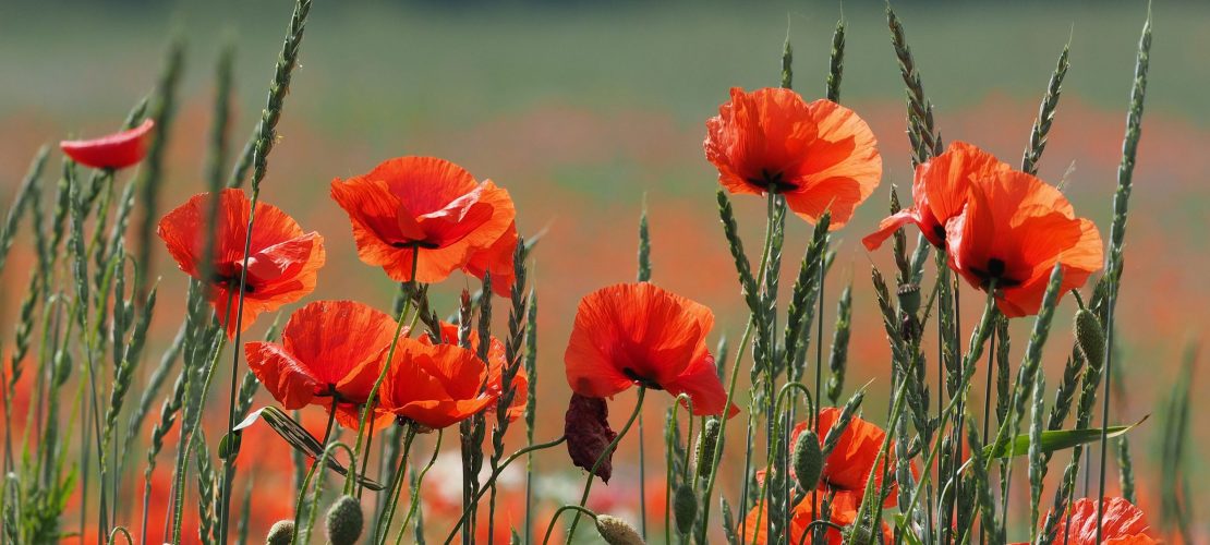Klatschmohn-Feld