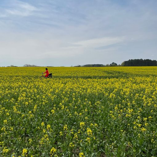 Rapsfeld mit Radfahrerin