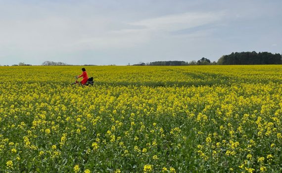 Rapsfeld mit Radfahrerin