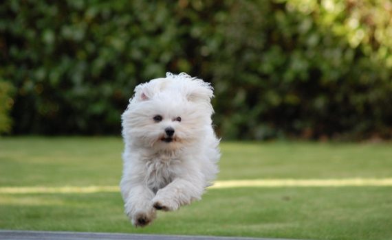 Malteserhündin Emily