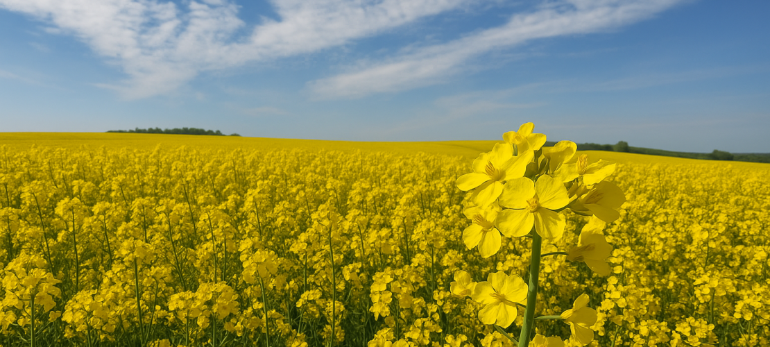 Rapsfeld vor blauem Himmel